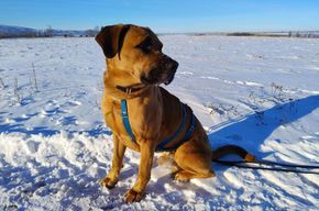 Privatvermittlung – Schäferhund-Ridgeback-Rüde Balu