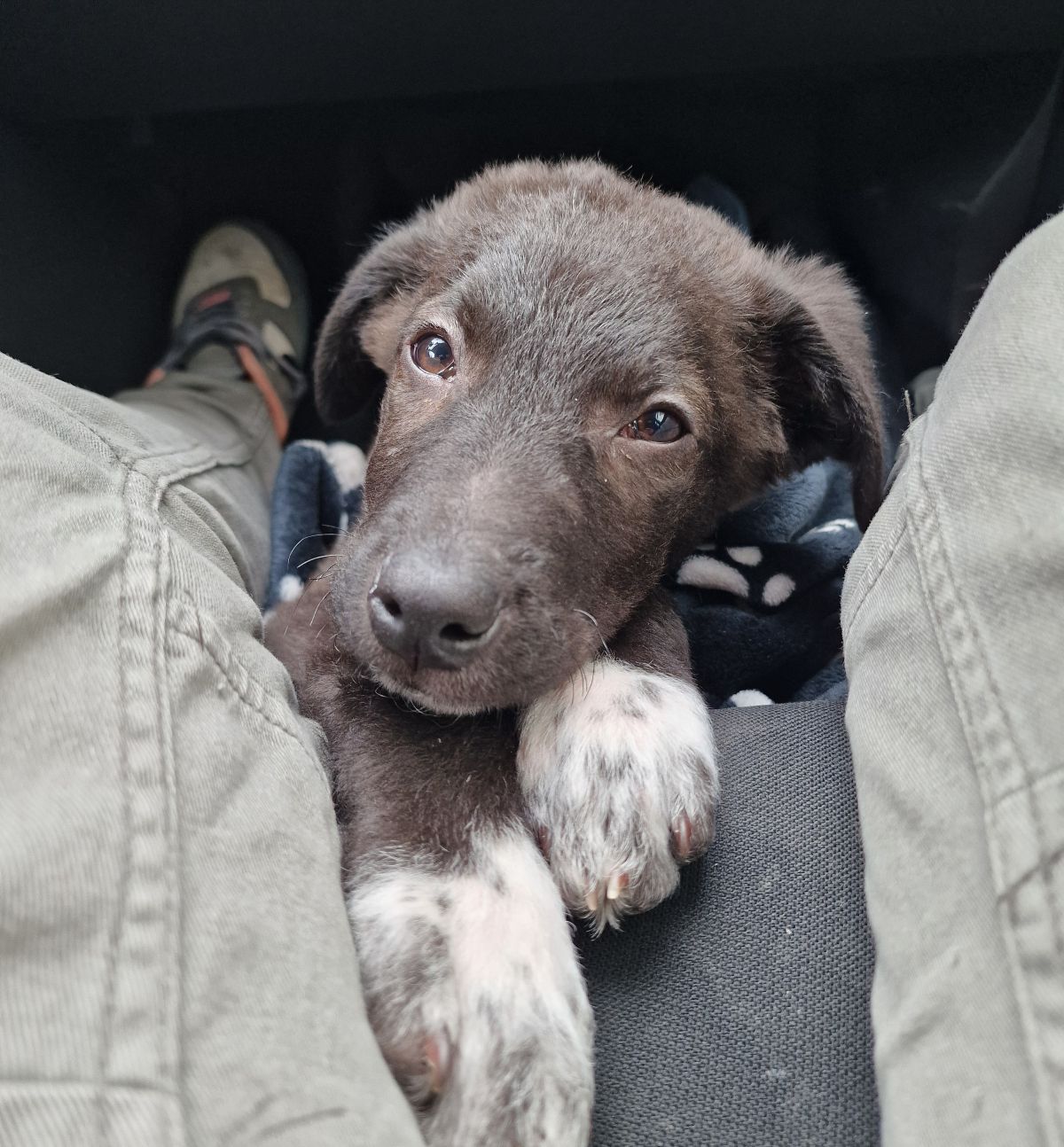 Privatvermittlung – Junghund Labrador-Bordercollie-Rüde Monty !muss weg!