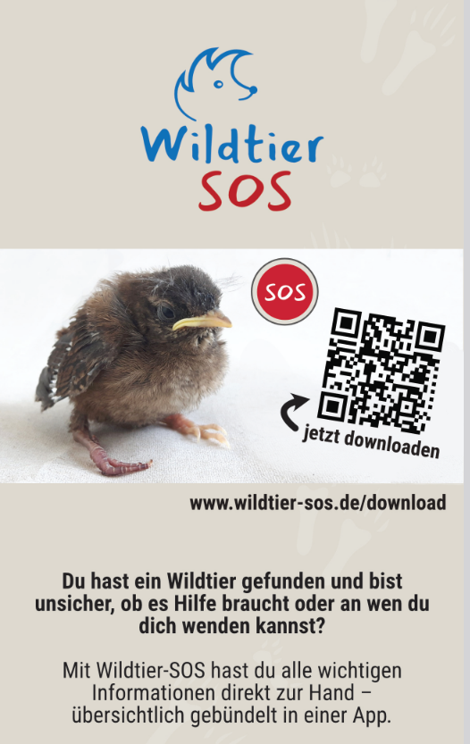 Wildtier gefunden – was nun?