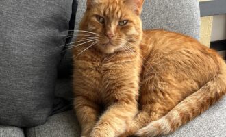 Vermisst – Roter Kater aus Hildesheim-Himmelsthür