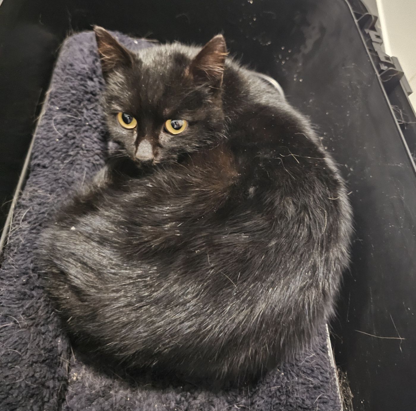 Zugelaufen – Katze aus Sarstedt/Giften, Ahrberger Weg