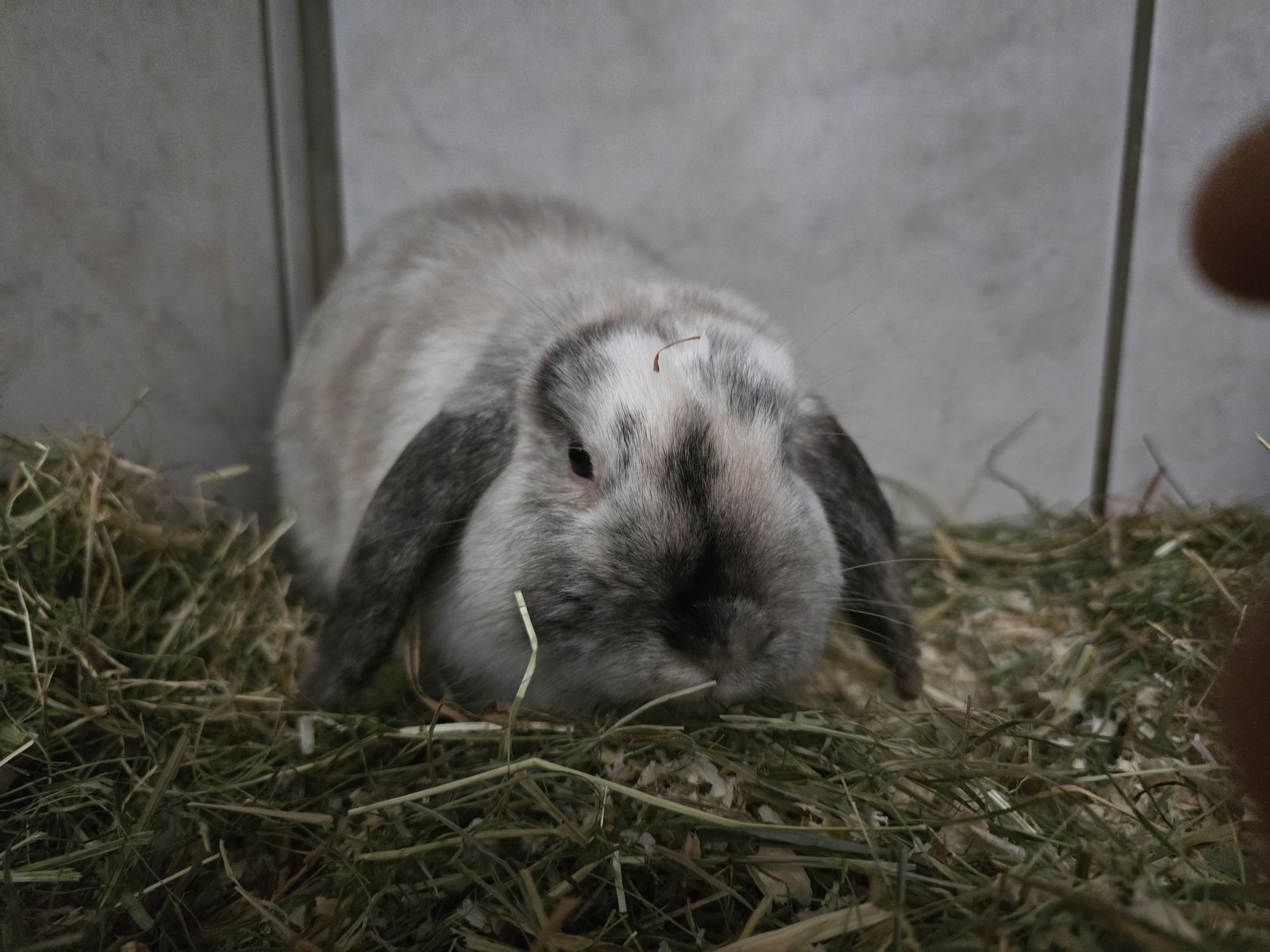 Widderkaninchen Quinn für Innenhaltung