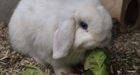 Widderkaninchen Snowball für Innenhaltung
