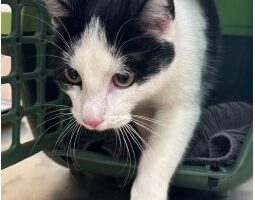 Zugelaufen – Jungkatze in Sehlem, Rosengarten