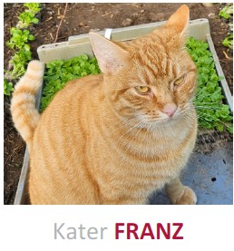 Vermisst – Kater Franz aus Lamspringe/Platanenweg