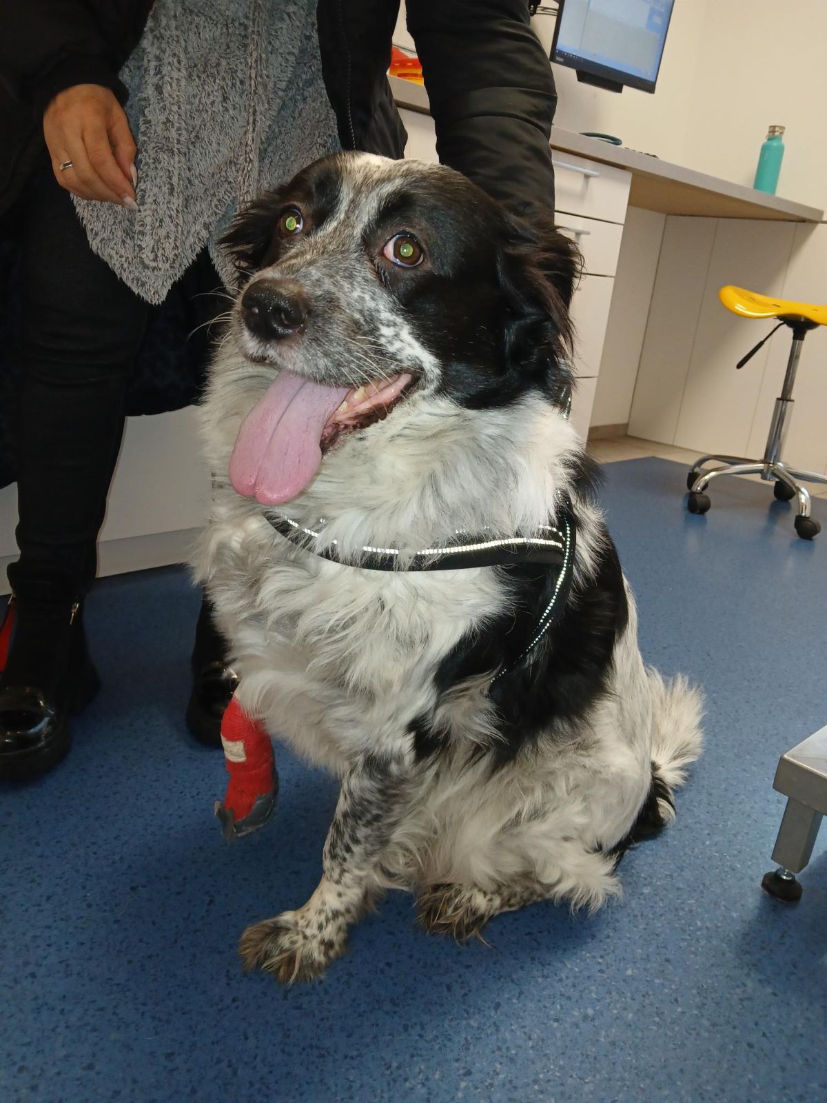 Privatvermittlung – Hund Bobby