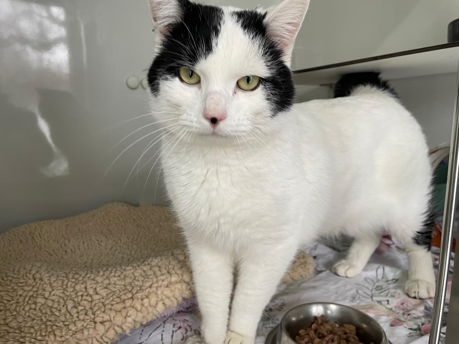 Kater Charlie für Freigangshaltung