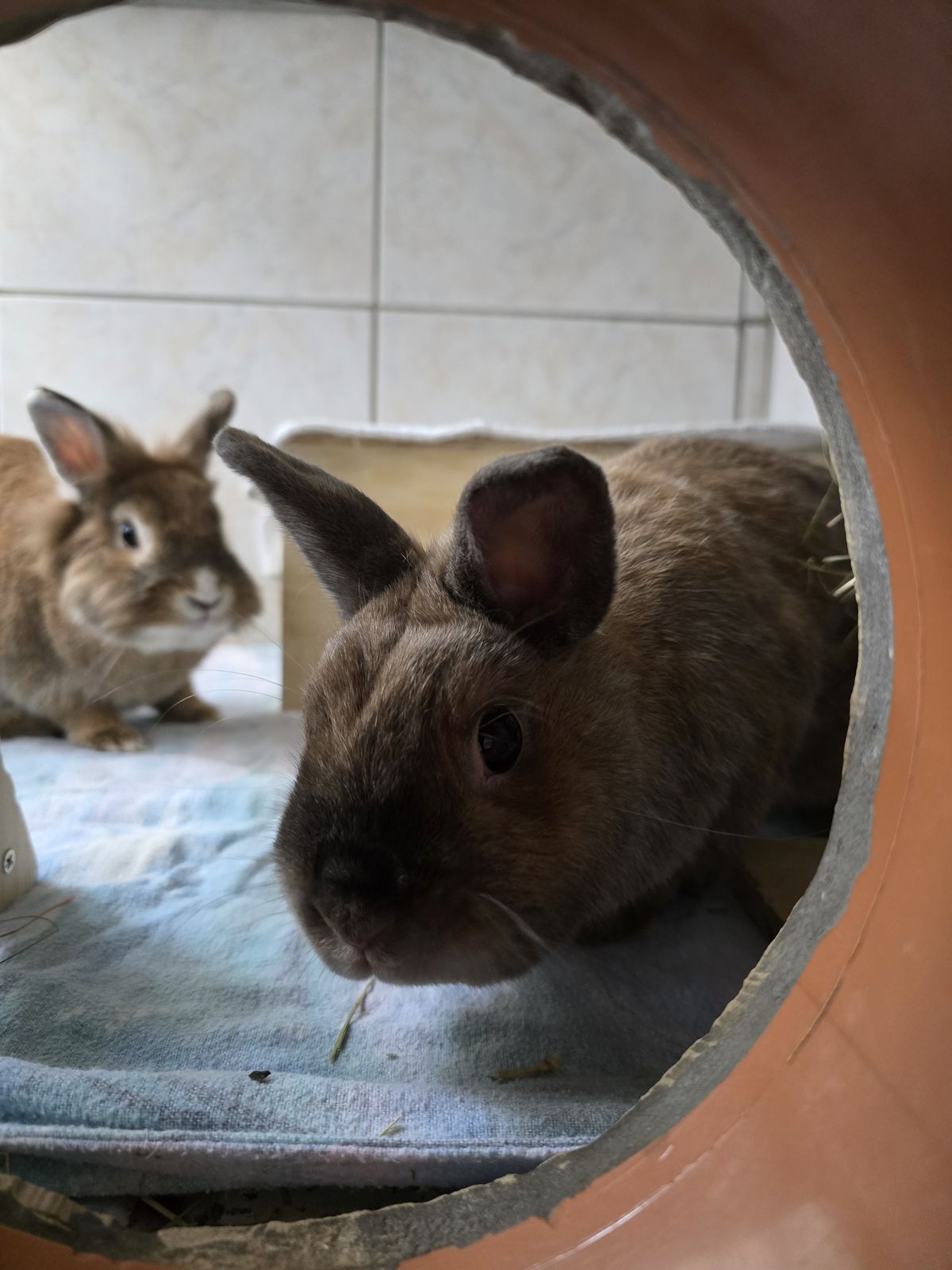 Charlie (Zwergkaninchen) und Elmo (Löwenkopfkaninchen) für Innenhaltung