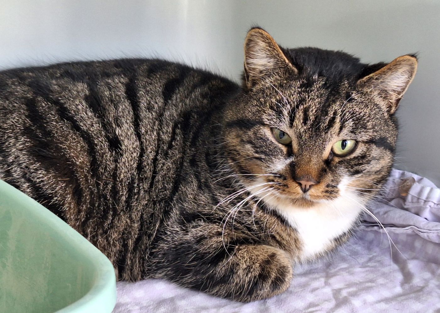 Zugelaufen 20.02. – Kater an der Uni in Hildesheim