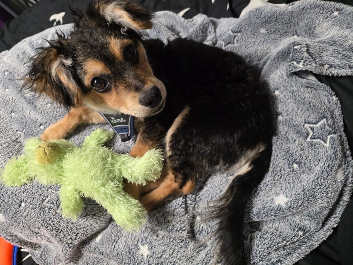 Terriermix-Welpe Hero (m)