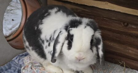 Widderkaninchen Odin für Innenhaltung