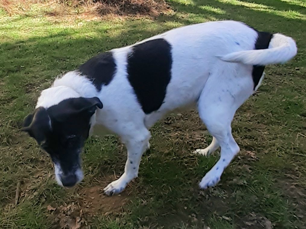 Privatvermittlung – Jack-Russell-Münsterländer-Hündin Mira – DRINGEND