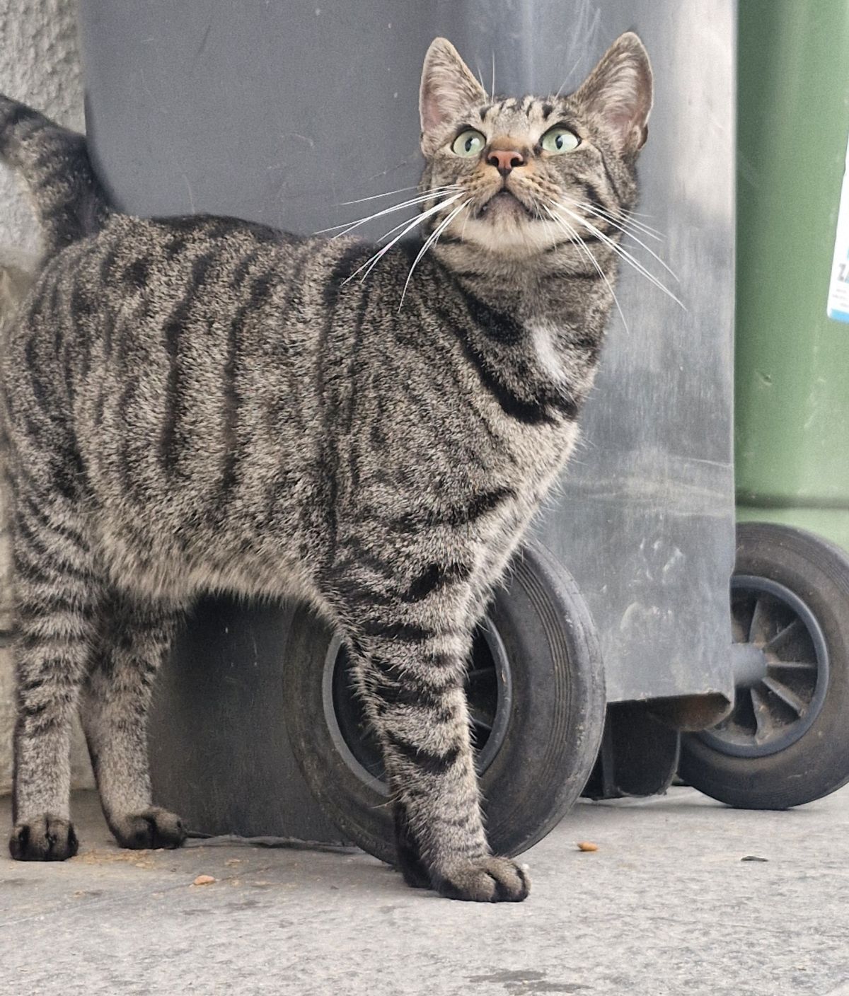 Privatvermittlung – Kater Rocky und Matts (auch Einzelvermittlung denkbar) / Matts hat ein Zuhause gefunden