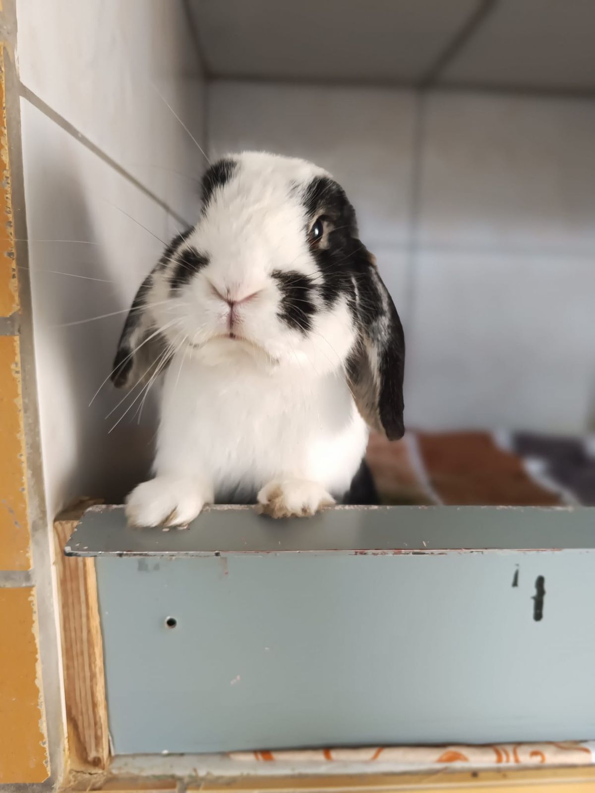 Widderkaninchen Spot für Innenhaltung