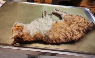 Totfund – Junger Kater am 18.2. an der L494 Hildesheim/Kennedydamm