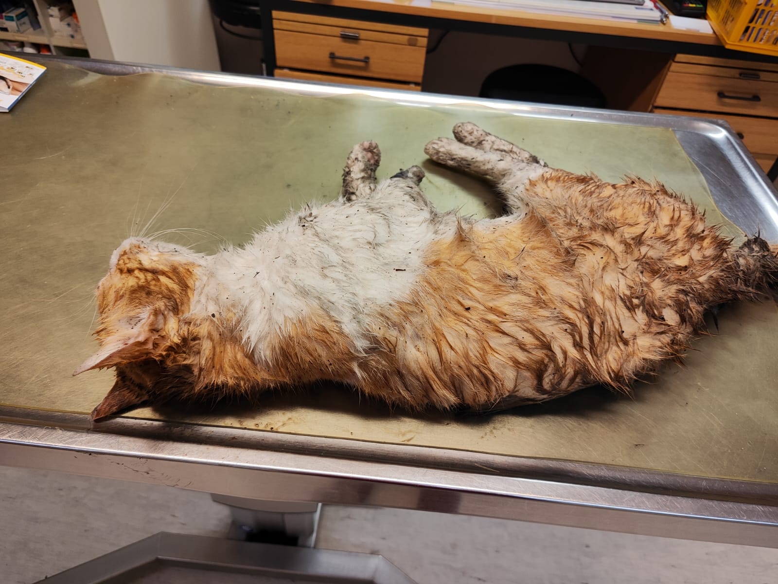 Totfund – Junger Kater am 18.2. an der L494 Hildesheim/Kennedydamm