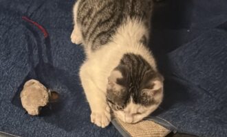 Vermisst – Junger Kater Milo aus Schellerten/Ahstedter Str.