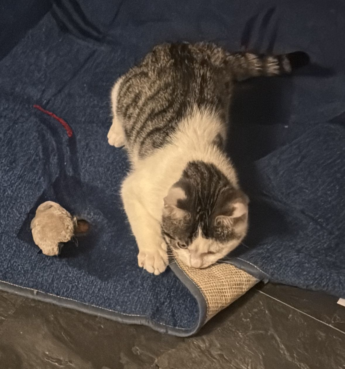 Vermisst – Junger Kater Milo aus Schellerten/Ahstedter Str.