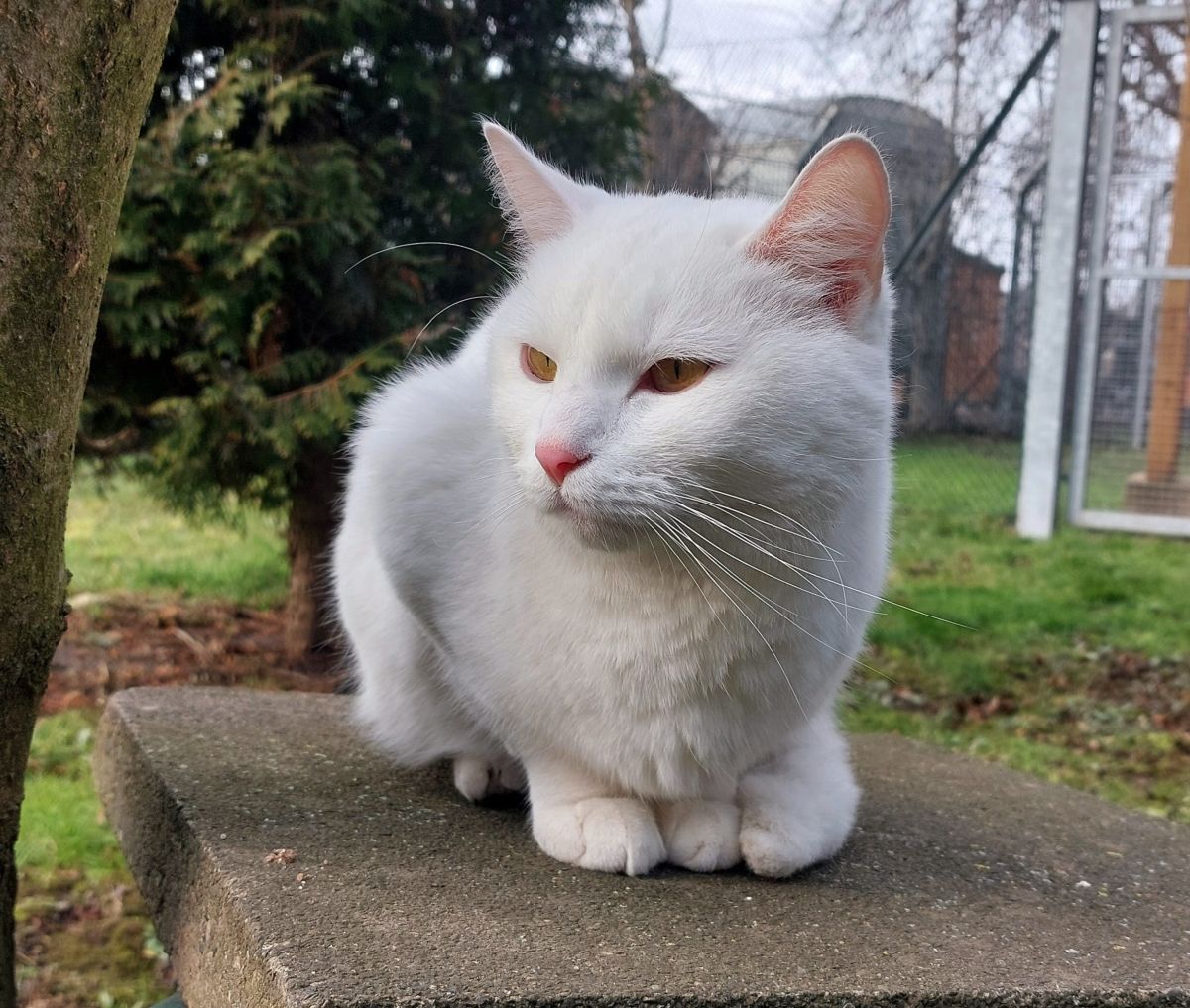 Katzenwiesenkater Viktor