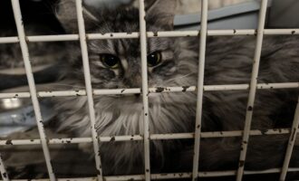 Bei Kälte einfach ausgesetzt – 4 Katzen am 2.2. bei Emmerke an der L 460