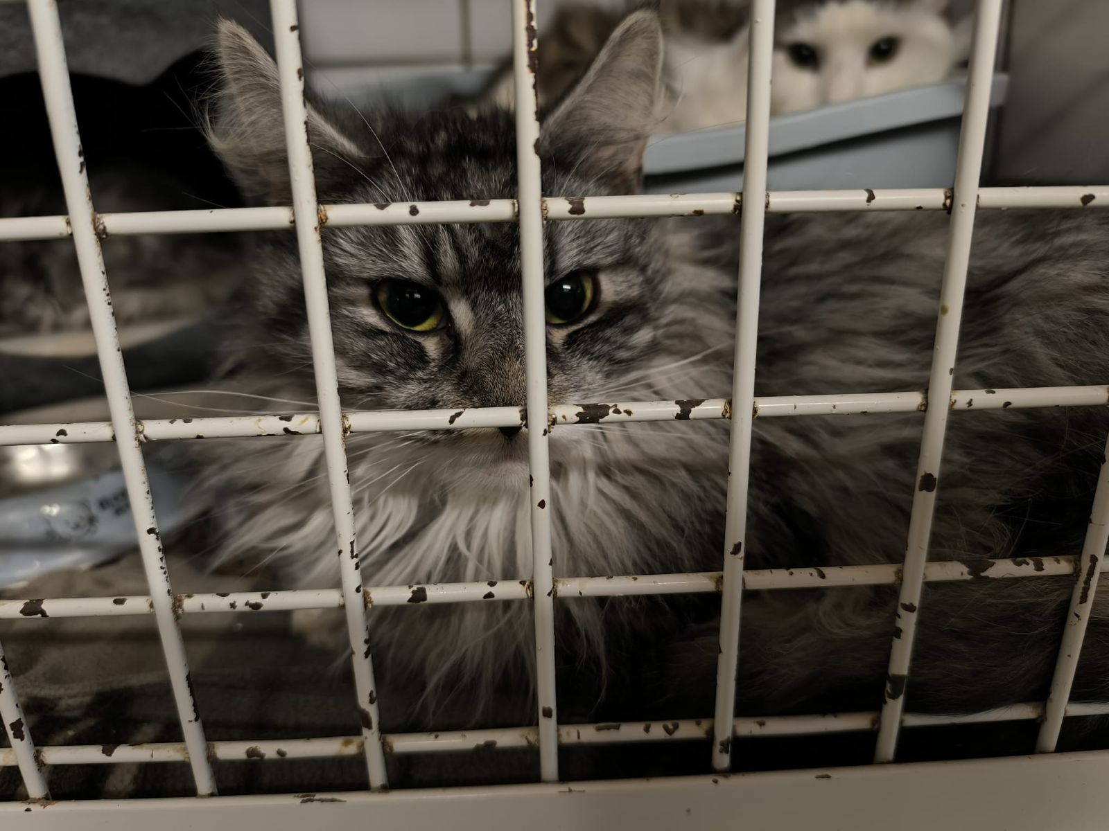 Bei Kälte einfach ausgesetzt – 4 Katzen am 2.2. bei Emmerke an der L 460