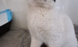 Zugelaufen – Kater aus Nordstemmen/Lodewinkel