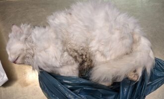 Totfund – Katze weiblich am 06.02. – HI/Steuerwalder Str. Nähe Seniorenheim