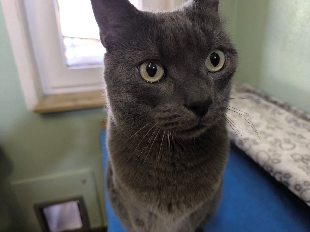 Kater Barni für Wohnungshaltung