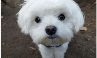 Vermisst seit 8.3. – Malteserrüde Bounty aus Peine/Kirchvordener Straße