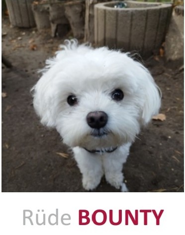 Vermisst seit 8.3. – Malteserrüde Bounty aus Peine/Kirchvordener Straße