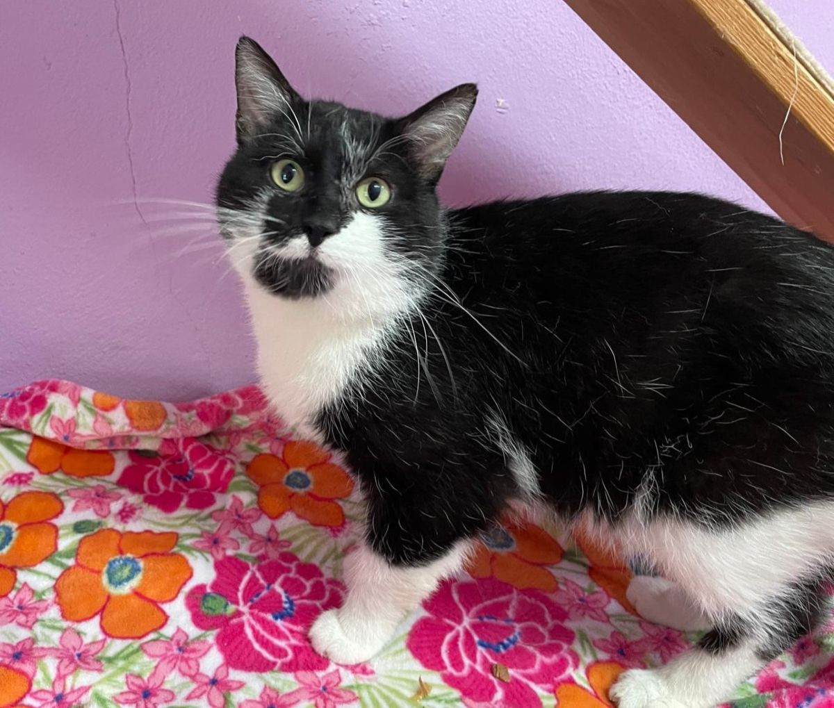 Kater Brummer für Freigangshaltung