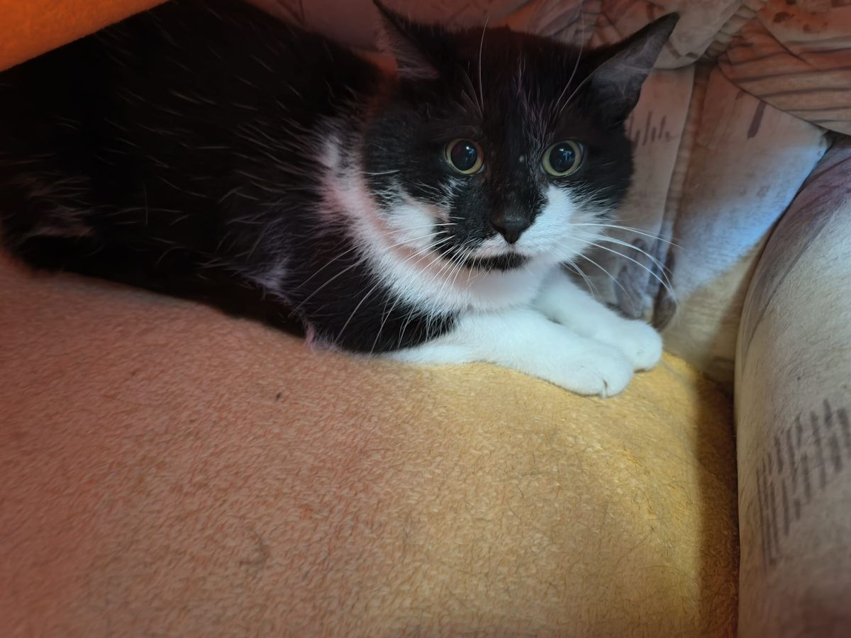 Kater Brummer für Freigangshaltung