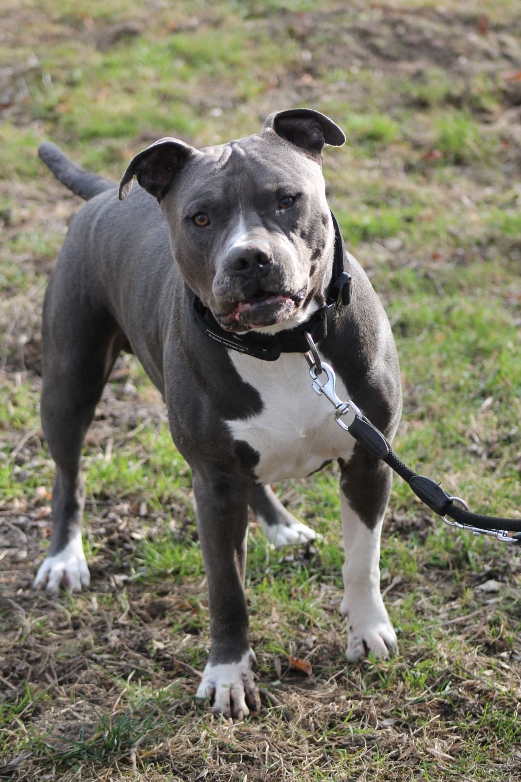 American-Staff-Rüde Kalle