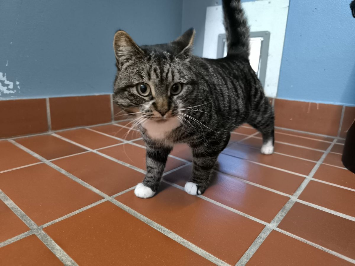 Junger Kater Lasse für Freigangshaltung