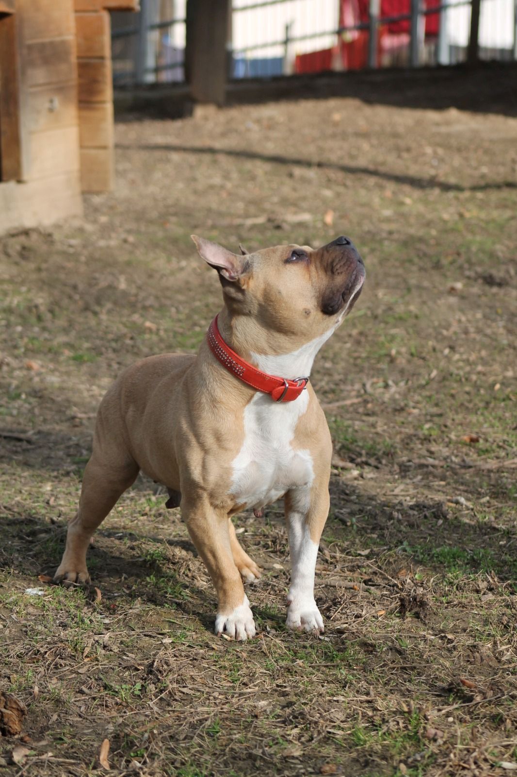 American Bulldog-Hündin Lina