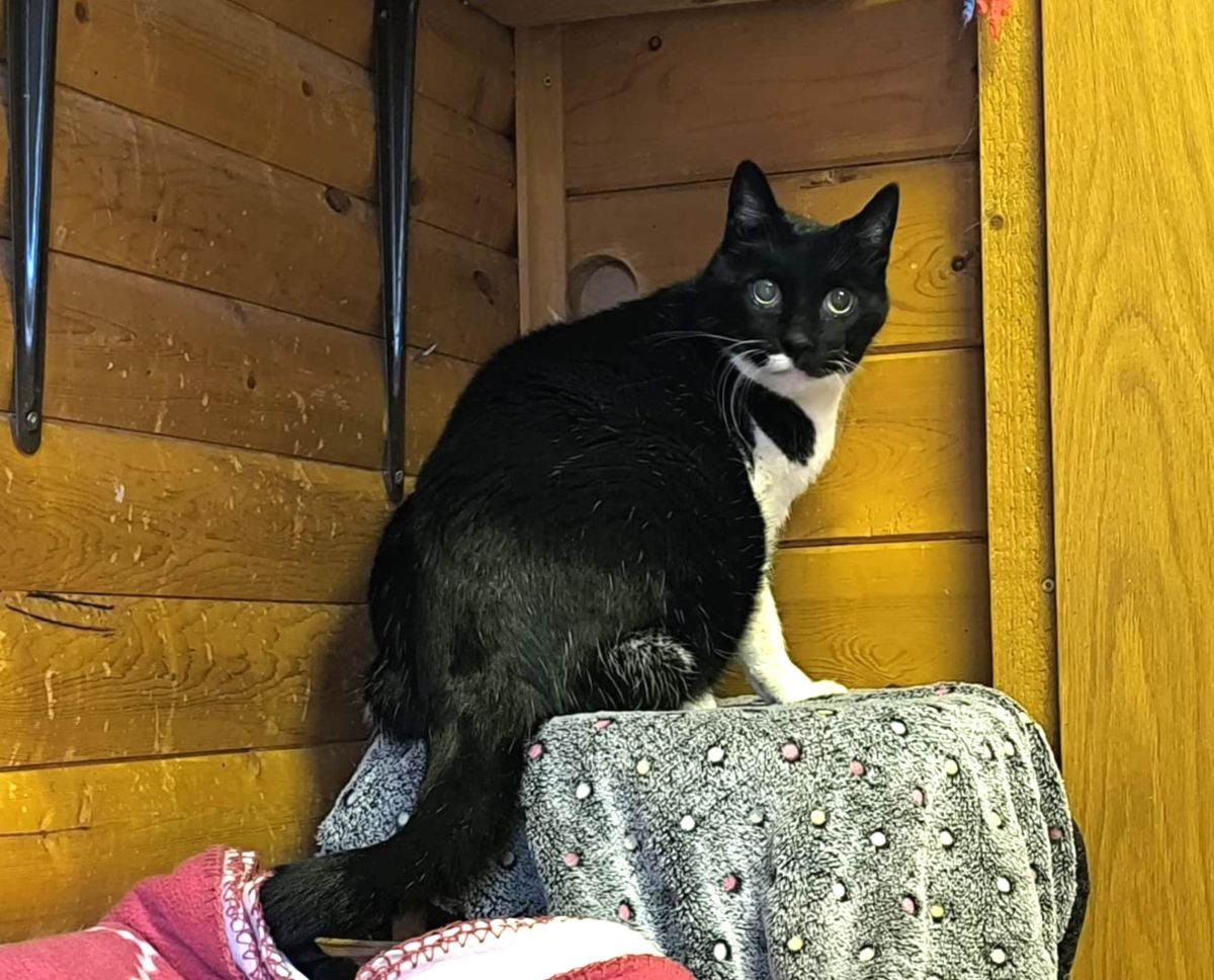 Katzenwiesenkater Lippo sucht ein katzenerfahrenes Zuhause oder Paten