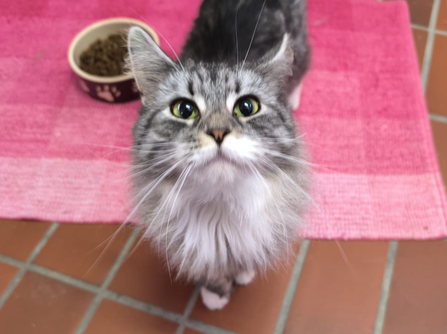 Maine-Coon-Mix-Jungkatzen Jan und Jessie für Freigangshaltung