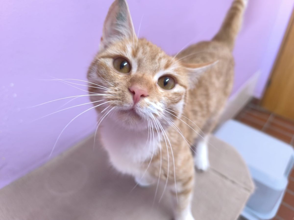 Jungkatze Nala für Freigangshaltung