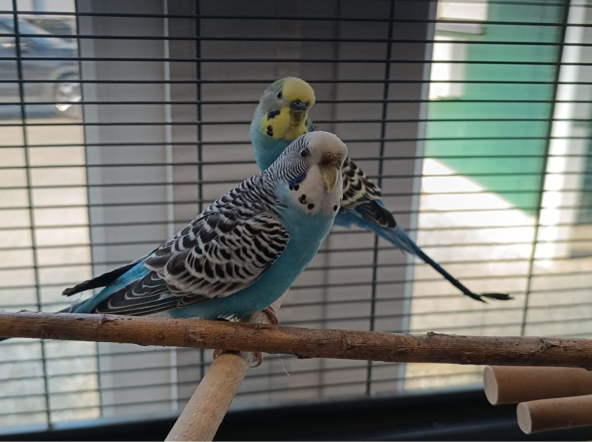 Junges Wellensittichpärchen Pepe und Penny