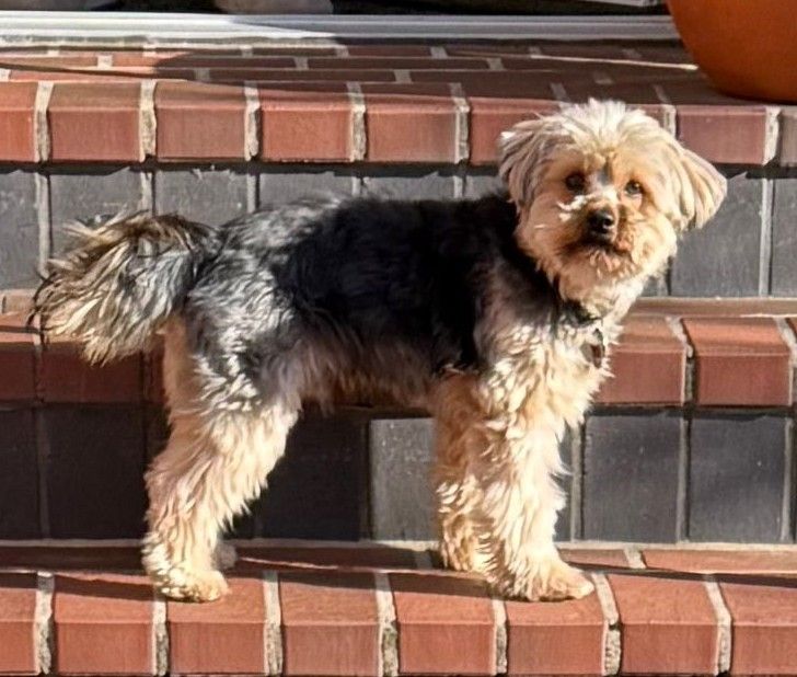 Privatvermittlung – Yorkshirerüde Klausi – dringend!