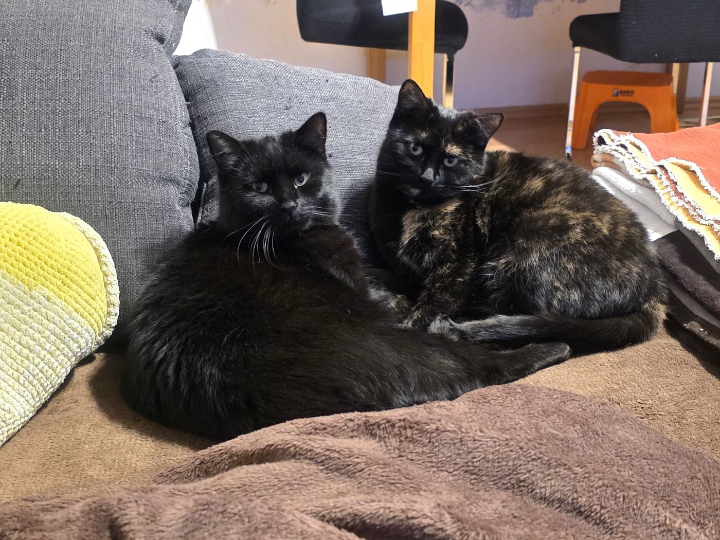 Privatvermittlung – Junge Geschwisterkatzen Loki und Mira (m/w) im Doppelpack