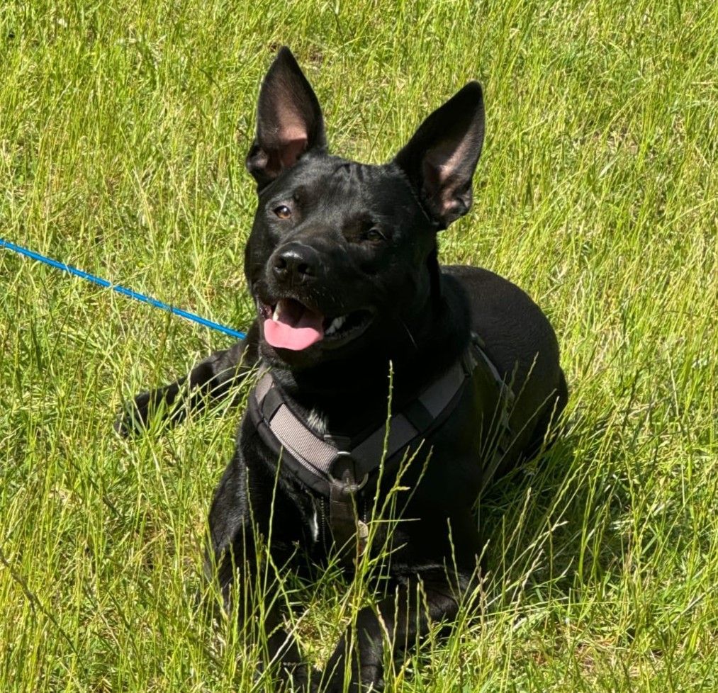 Privatvermittlung – Malinois/Staff-Mix-Rüde