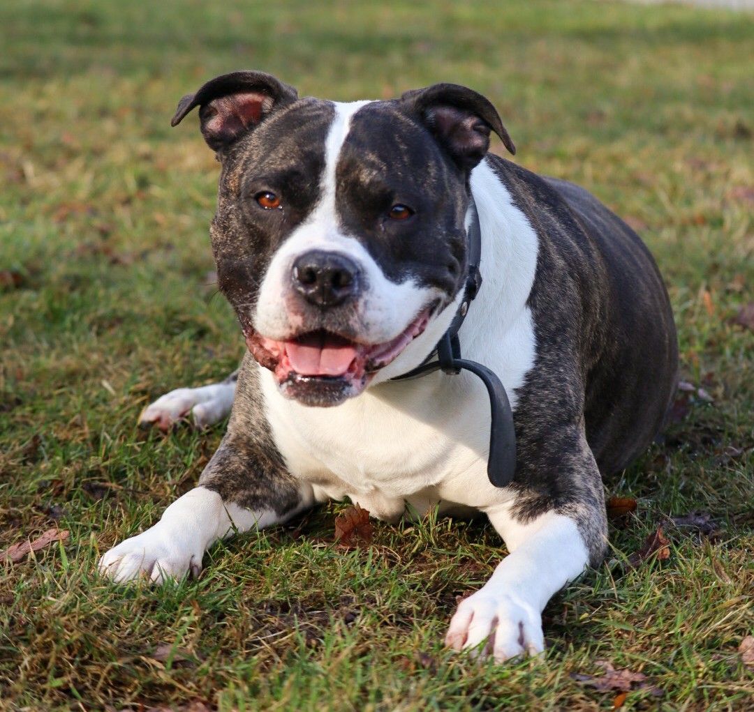 Privatvermittlung – American-Bulldog-Mix-Hündin Miley