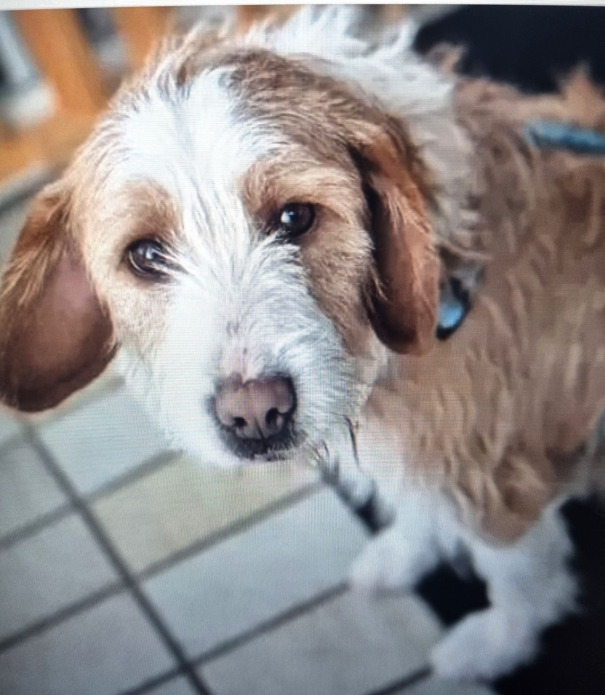 Privatvermittlung – Mischlingshündin Naya