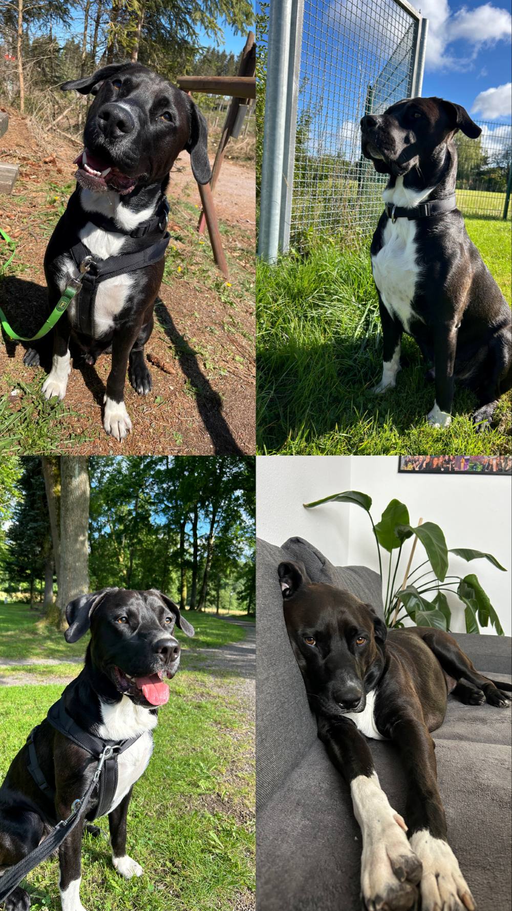 Privatvermittlung – Labrador-Mischlingsrüde Pablo