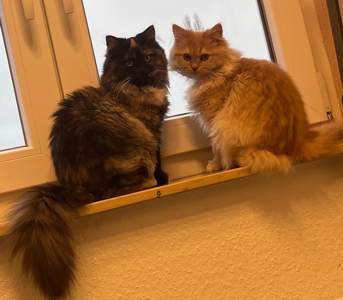 Privatvermittlung – Junge Katzen Toni und Lilli (w)