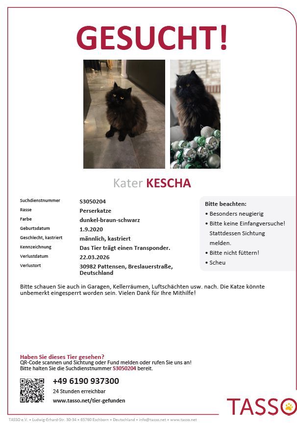 Vermisst – Kater Kescha aus Pattensen/Breslauer Straße