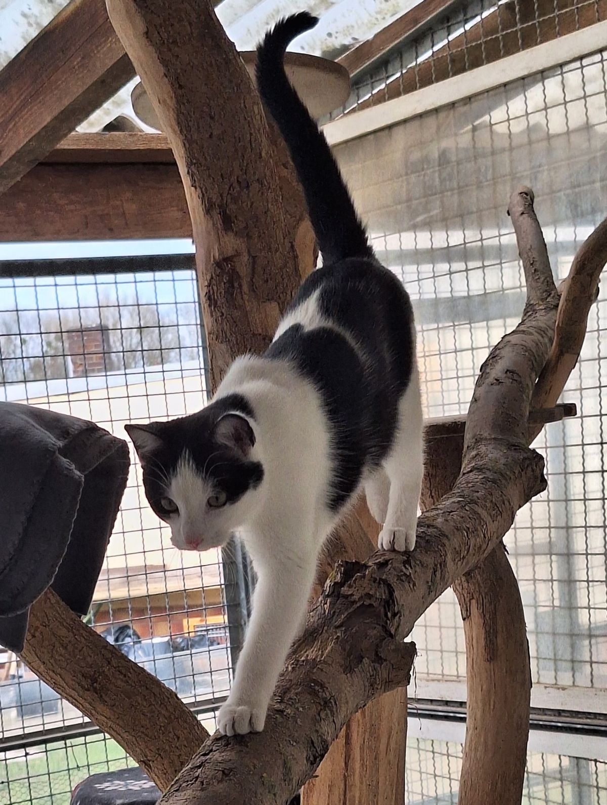 Junge Katze Sehlem für Freigangs- oder Wohnungshaltung