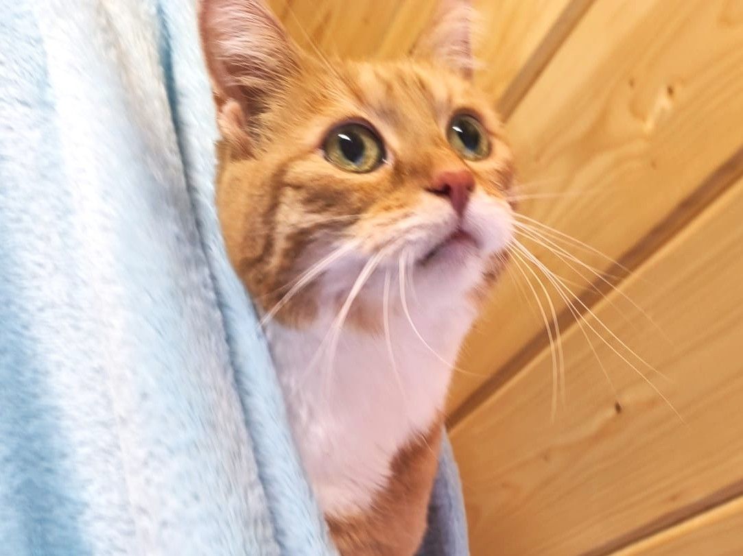 Ältere Katzendame Sia für Freigangshaltung