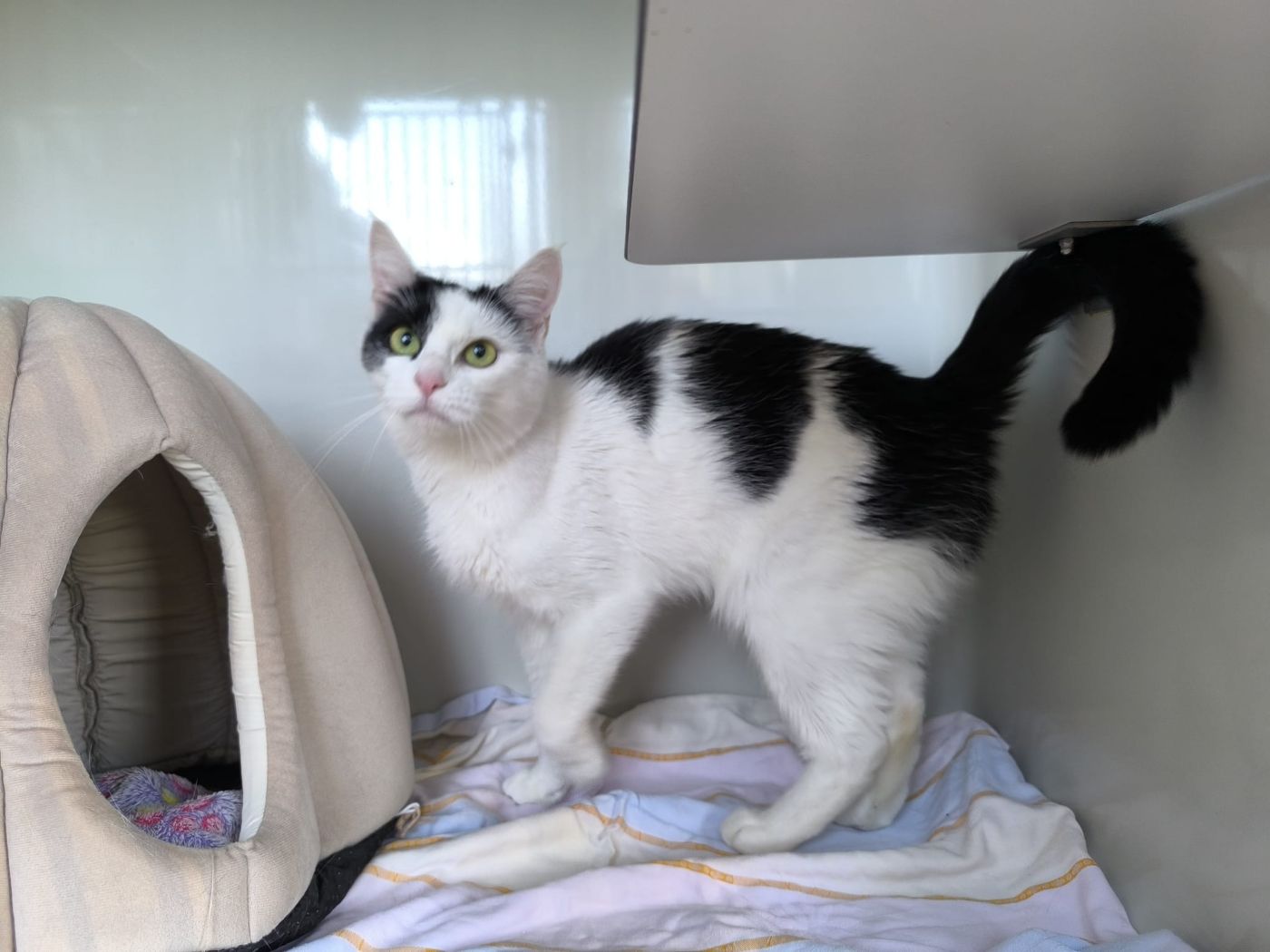 Katzendame Sina für Freigangshaltung